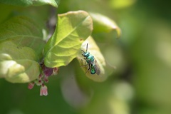 Augochloropsis viridula