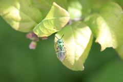 Augochloropsis viridula