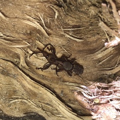Arrhenodini