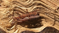 Arrhenodini