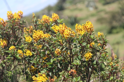 Image of Galphimia glauca by (c) José Belem Hernández Díaz, some rights reserved (CC BY)