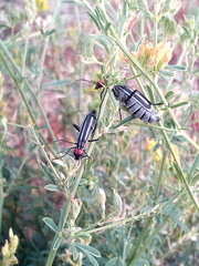 Epicauta erythrocephala