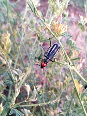 Epicauta erythrocephala