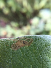 Aulagromyza orbitalis