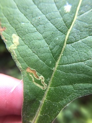 Aulagromyza orbitalis