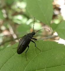 Capnochroa fuliginosa