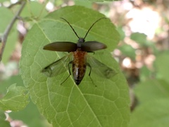 Capnochroa fuliginosa