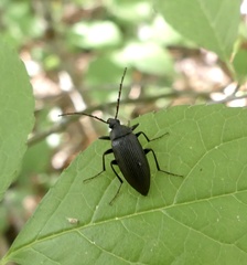 Capnochroa fuliginosa