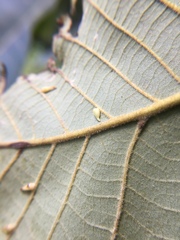 Caryomyia procumbens