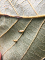 Caryomyia procumbens