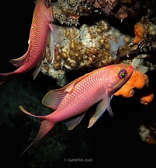 Anthias anthias