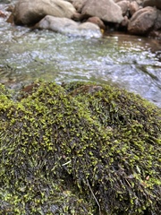 Platyhypnum duriusculum