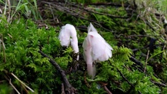 Monotropa