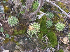 Haworthia herbacea