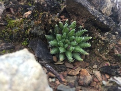 Haworthia herbacea