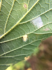 Celticecis pyriformis