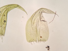 Hypnum curvifolium