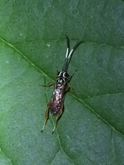 Lymeon orbus