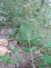 Drymocallis rupestris