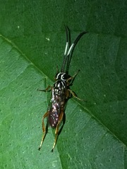 Lymeon orbus