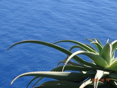 Aloe arborescens image