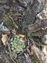 Haworthia herbacea