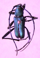 Chrysoprasis hirtula