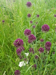 Allium rotundum