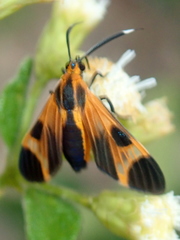 Dycladia emerita