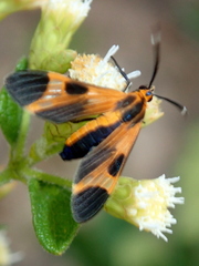 Dycladia emerita