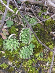 Haworthia herbacea