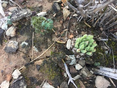 Haworthia herbacea