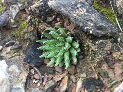 Haworthia herbacea