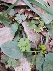 Ranunculus baidarae