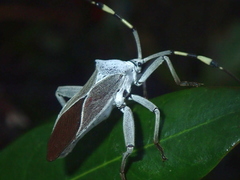 Molchina granulata