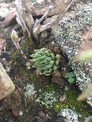 Haworthia herbacea