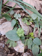 Ranunculus baidarae