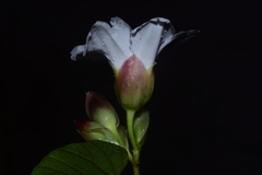 Operculina ventricosa