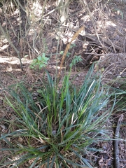Carex phleoides