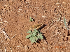 Calliptamus madeirae