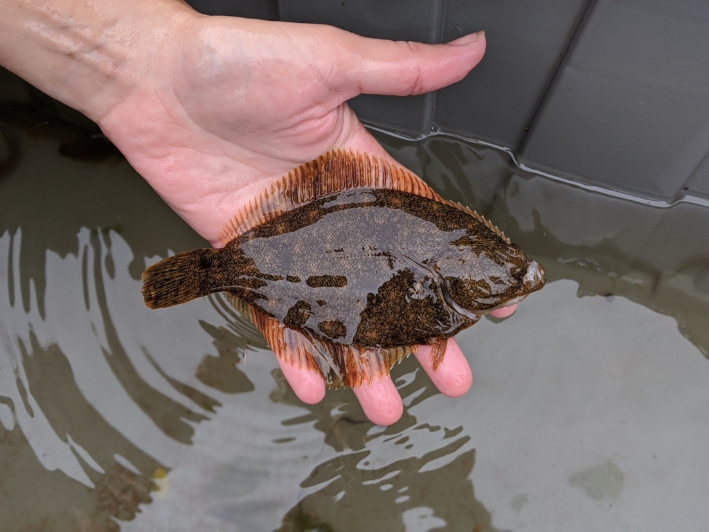 Smooth flounder (Pleuronectes putnami) — Pleuronectidae