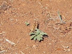 Calliptamus madeirae