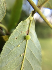 Caryomyia cilidolium