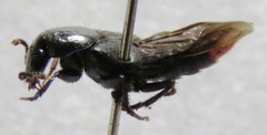 Xanthopygina