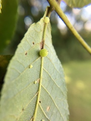 Caryomyia cilidolium