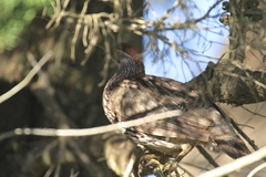 Pternistis erckelii