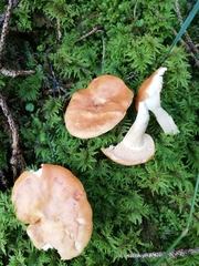 Hydnum rufescens
