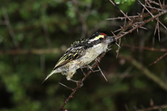Red-Fronted Barbet photo 3