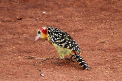 Trachyphonus erythrocephalus