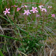 Chaenostoma glabratum